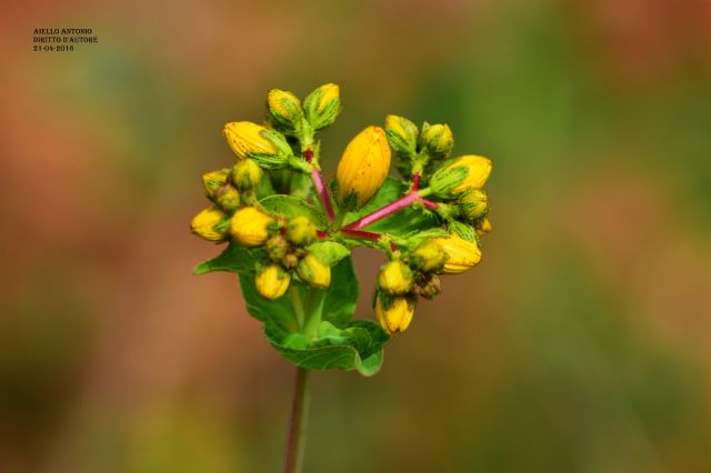 Hypericum perfoliatum